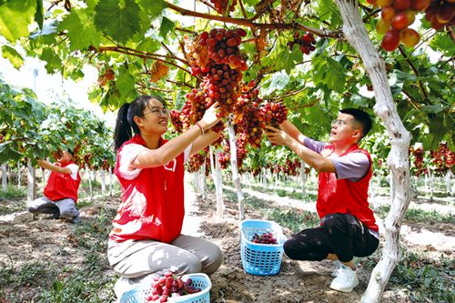 黨員助農保秋收